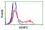 SENP2 Antibody in Flow Cytometry (Flow)