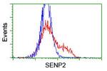 SENP2 Antibody in Flow Cytometry (Flow)