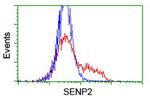 SENP2 Antibody in Flow Cytometry (Flow)