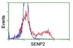 SENP2 Antibody in Flow Cytometry (Flow)