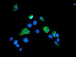SENP2 Antibody in Immunocytochemistry (ICC/IF)