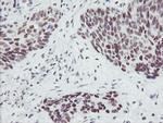 SENP2 Antibody in Immunohistochemistry (Paraffin) (IHC (P))