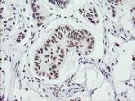 SENP2 Antibody in Immunohistochemistry (Paraffin) (IHC (P))