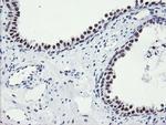 SENP2 Antibody in Immunohistochemistry (Paraffin) (IHC (P))