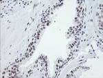 SENP2 Antibody in Immunohistochemistry (Paraffin) (IHC (P))