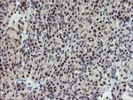 SENP2 Antibody in Immunohistochemistry (Paraffin) (IHC (P))