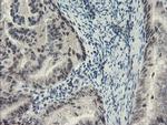 SENP2 Antibody in Immunohistochemistry (Paraffin) (IHC (P))