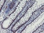 SENP2 Antibody in Immunohistochemistry (Paraffin) (IHC (P))