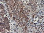 SENP2 Antibody in Immunohistochemistry (Paraffin) (IHC (P))