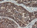 SENP2 Antibody in Immunohistochemistry (Paraffin) (IHC (P))