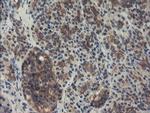 SENP2 Antibody in Immunohistochemistry (Paraffin) (IHC (P))