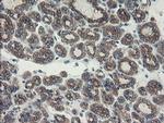 SENP2 Antibody in Immunohistochemistry (Paraffin) (IHC (P))