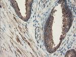 SENP2 Antibody in Immunohistochemistry (Paraffin) (IHC (P))