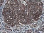 SENP2 Antibody in Immunohistochemistry (Paraffin) (IHC (P))