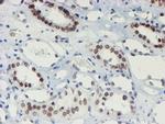 SENP2 Antibody in Immunohistochemistry (Paraffin) (IHC (P))