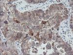 SENP2 Antibody in Immunohistochemistry (Paraffin) (IHC (P))