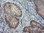 SENP2 Antibody in Immunohistochemistry (Paraffin) (IHC (P))