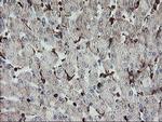 SENP2 Antibody in Immunohistochemistry (Paraffin) (IHC (P))