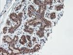 SENP2 Antibody in Immunohistochemistry (Paraffin) (IHC (P))