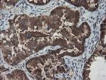 SENP2 Antibody in Immunohistochemistry (Paraffin) (IHC (P))