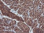 SENP2 Antibody in Immunohistochemistry (Paraffin) (IHC (P))