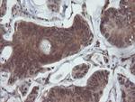 SENP2 Antibody in Immunohistochemistry (Paraffin) (IHC (P))