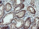 SENP2 Antibody in Immunohistochemistry (Paraffin) (IHC (P))