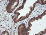 SENP2 Antibody in Immunohistochemistry (Paraffin) (IHC (P))