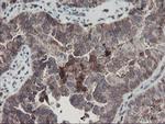 SENP2 Antibody in Immunohistochemistry (Paraffin) (IHC (P))