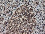 SENP2 Antibody in Immunohistochemistry (Paraffin) (IHC (P))