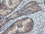 SENP2 Antibody in Immunohistochemistry (Paraffin) (IHC (P))