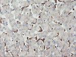 SENP2 Antibody in Immunohistochemistry (Paraffin) (IHC (P))