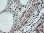 SENP2 Antibody in Immunohistochemistry (Paraffin) (IHC (P))