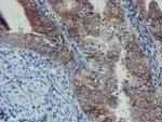 SENP2 Antibody in Immunohistochemistry (Paraffin) (IHC (P))