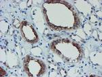 SENP2 Antibody in Immunohistochemistry (Paraffin) (IHC (P))