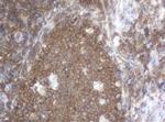 SERBP1 Antibody in Immunohistochemistry (Paraffin) (IHC (P))