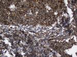 SERBP1 Antibody in Immunohistochemistry (Paraffin) (IHC (P))