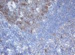 SERBP1 Antibody in Immunohistochemistry (Paraffin) (IHC (P))