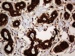 SERBP1 Antibody in Immunohistochemistry (Paraffin) (IHC (P))