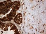 SERBP1 Antibody in Immunohistochemistry (Paraffin) (IHC (P))