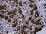 SERBP1 Antibody in Immunohistochemistry (Paraffin) (IHC (P))