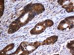 SERBP1 Antibody in Immunohistochemistry (Paraffin) (IHC (P))