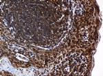 SERBP1 Antibody in Immunohistochemistry (Paraffin) (IHC (P))