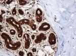 SERBP1 Antibody in Immunohistochemistry (Paraffin) (IHC (P))