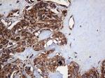 SERBP1 Antibody in Immunohistochemistry (Paraffin) (IHC (P))