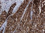 SERBP1 Antibody in Immunohistochemistry (Paraffin) (IHC (P))