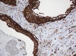 SERBP1 Antibody in Immunohistochemistry (Paraffin) (IHC (P))