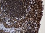 SERBP1 Antibody in Immunohistochemistry (Paraffin) (IHC (P))