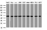 SERBP1 Antibody in Western Blot (WB)