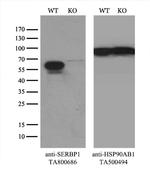 SERBP1 Antibody in Western Blot (WB)